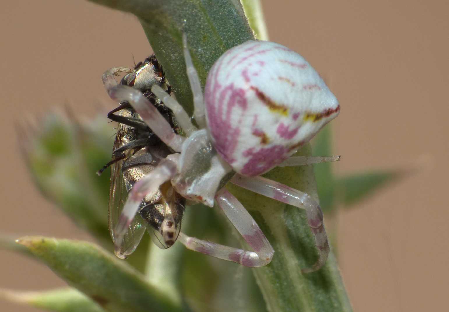 Giovane Thomisus onustus